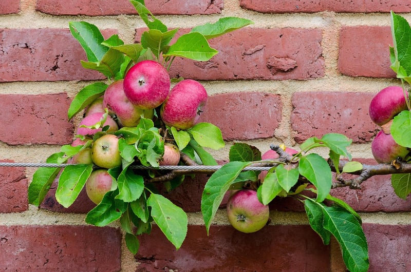 Fruit Espaliers